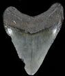 Juvenile Megalodon Tooth - South Carolina #49989-1